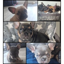 French Bulldog - Both