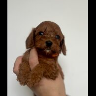Cockapoo - Both