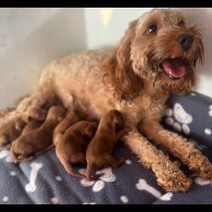 Cockapoo - Both