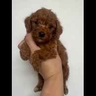 Cockapoo - Both