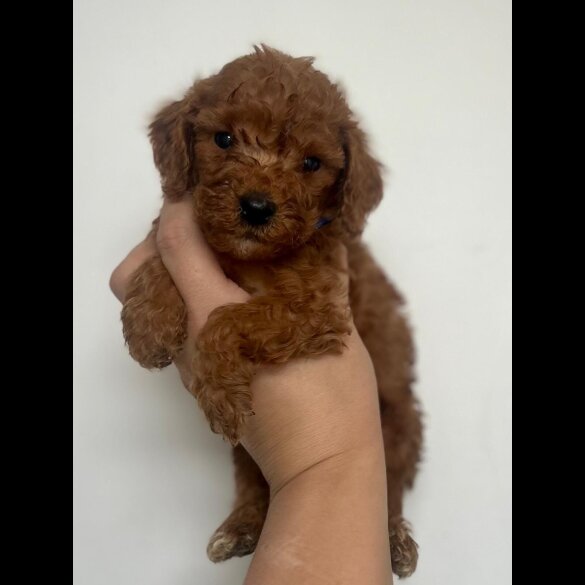 Cockapoo - Both