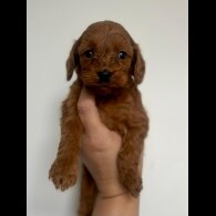 Cockapoo - Both