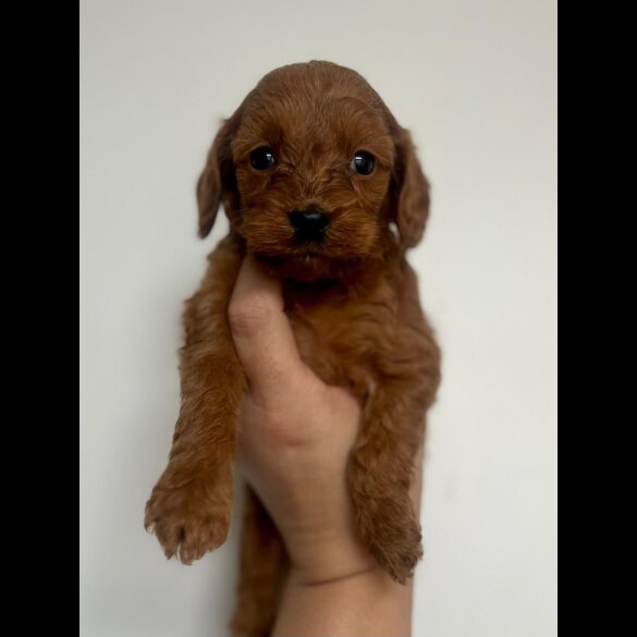 Cockapoo - Both
