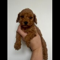 Cockapoo - Both