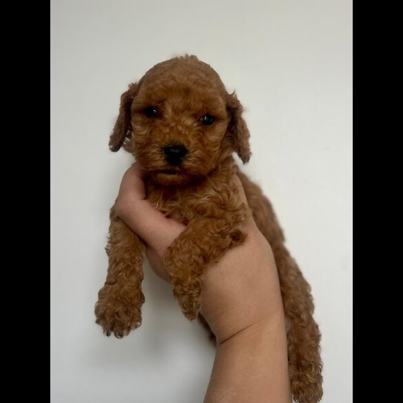 Cockapoo - Both
