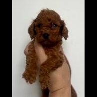 Cockapoo - Both