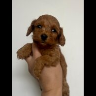 Cockapoo - Both