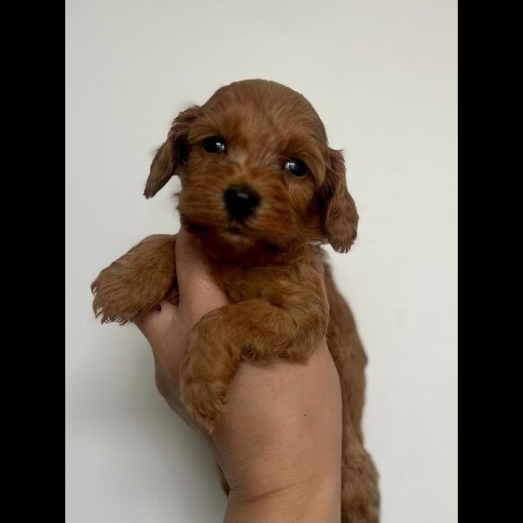 Cockapoo - Both