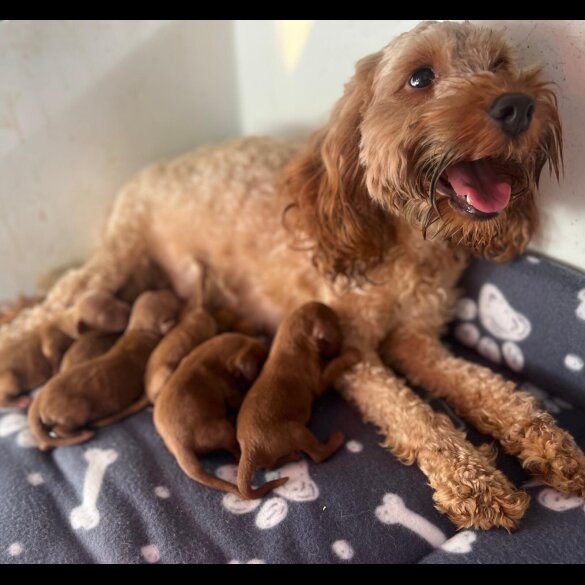 Cockapoo - Both