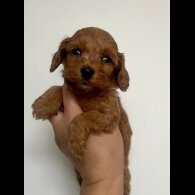 Cockapoo - Both