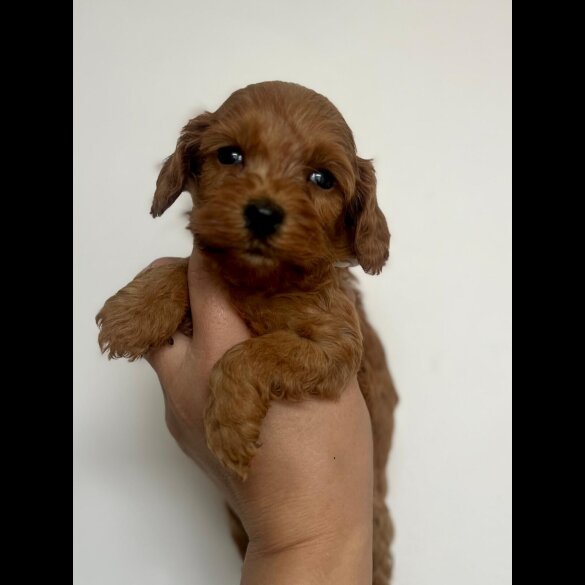 Cockapoo - Both