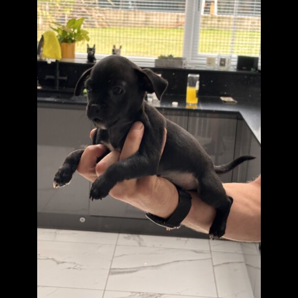 French Bulldog - Both