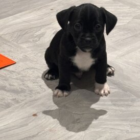 French Bulldog - Both