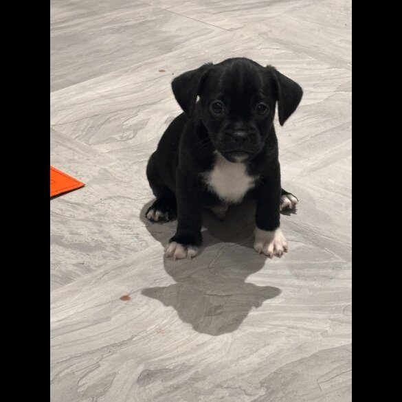 French Bulldog - Both