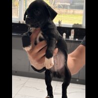 French Bulldog - Both
