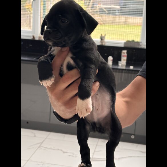 French Bulldog - Both