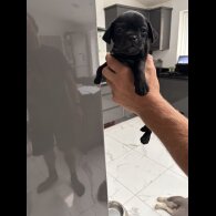 French Bulldog - Both