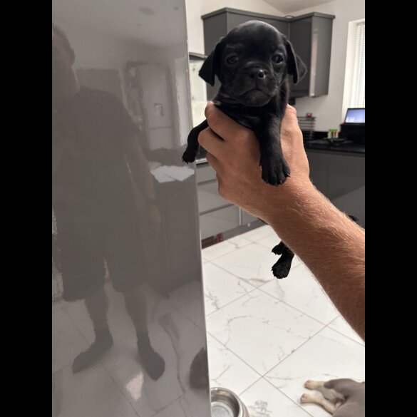 French Bulldog - Both
