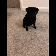 French Bulldog - Both
