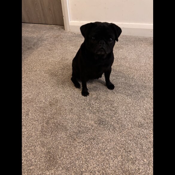 French Bulldog - Both