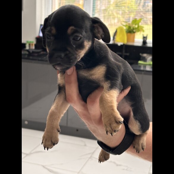 French Bulldog - Both