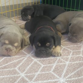 English Bulldog - Both