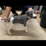 Whippet - Both