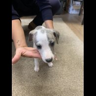 Whippet - Both