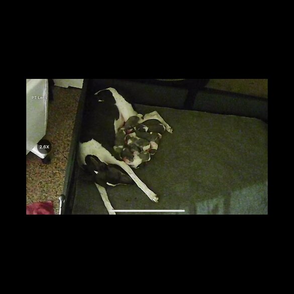Whippet - Both