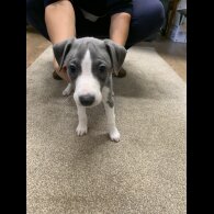 Whippet - Both