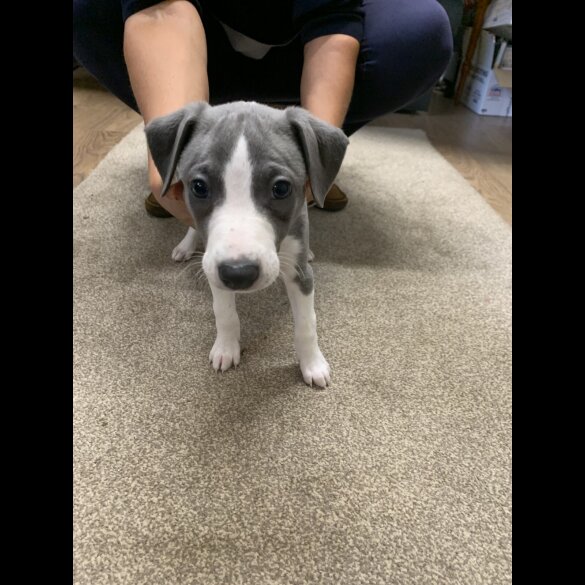 Whippet - Both