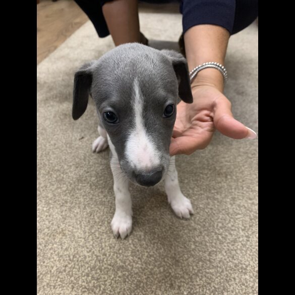 Whippet - Both