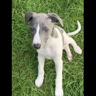 Whippet - Both