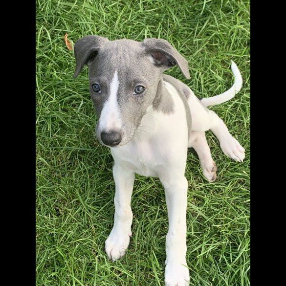 Whippet - Both