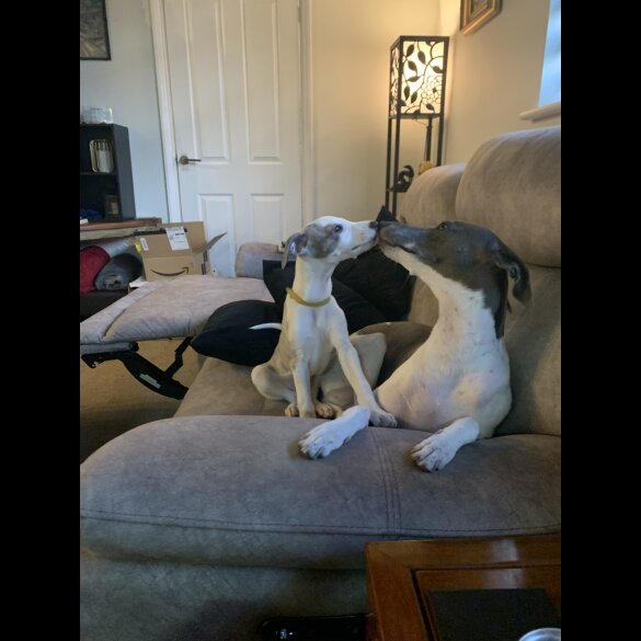 Whippet - Both