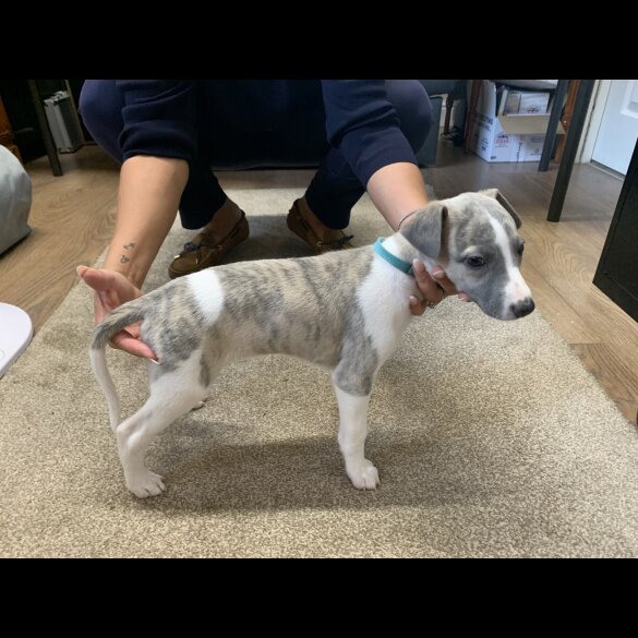 Whippet - Both