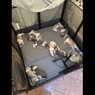 Whippet - Both