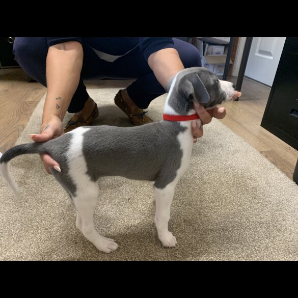 Whippet - Both