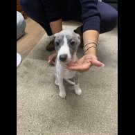 Whippet - Both