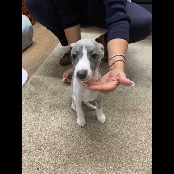 Whippet - Both