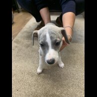 Whippet - Both