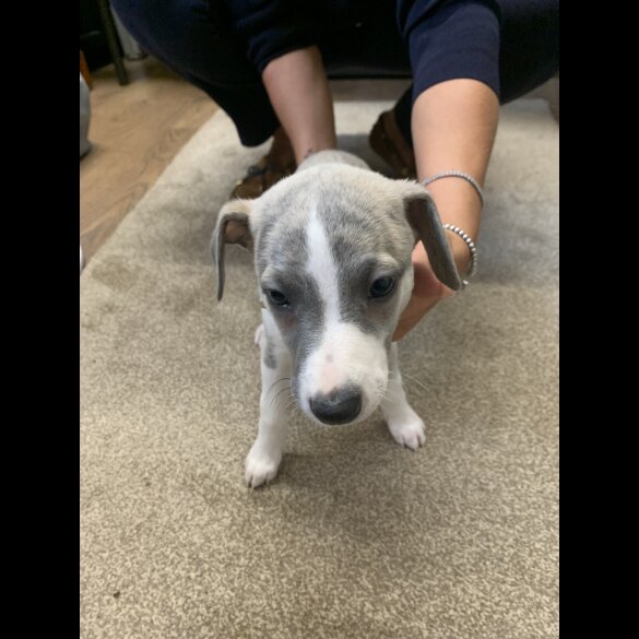 Whippet - Both