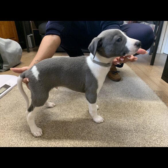 Whippet - Both
