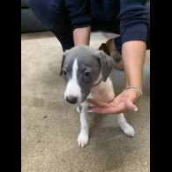 Whippet - Both