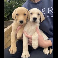 Labrador Retriever - Dogs