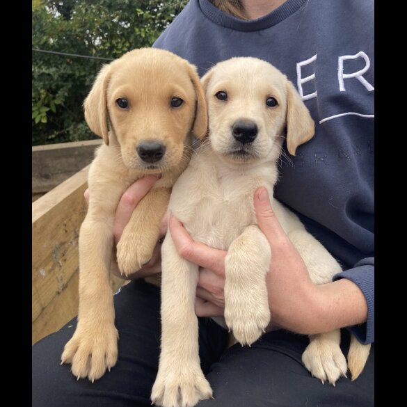 Labrador Retriever - Dogs