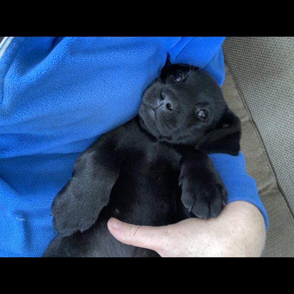 Labrador Retriever - Dogs