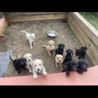Labrador Retriever - Dogs