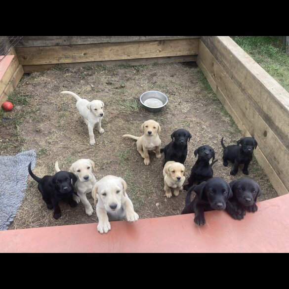 Labrador Retriever - Dogs