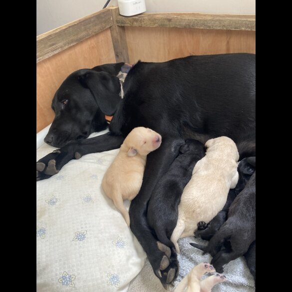 Labrador Retriever - Dogs
